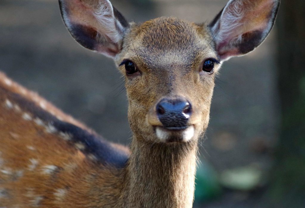 Wildtierunfall – KFZ Unfall mit Wildtier – Was tun?